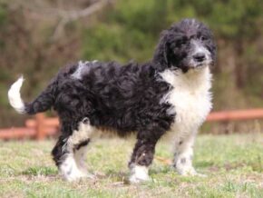 Sergeant at Cumberland Kennels, LLC