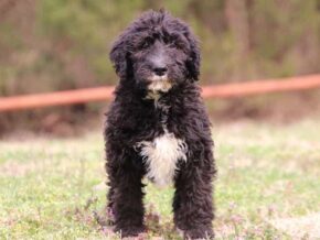 Serina at Cumberland Kennels, LLC