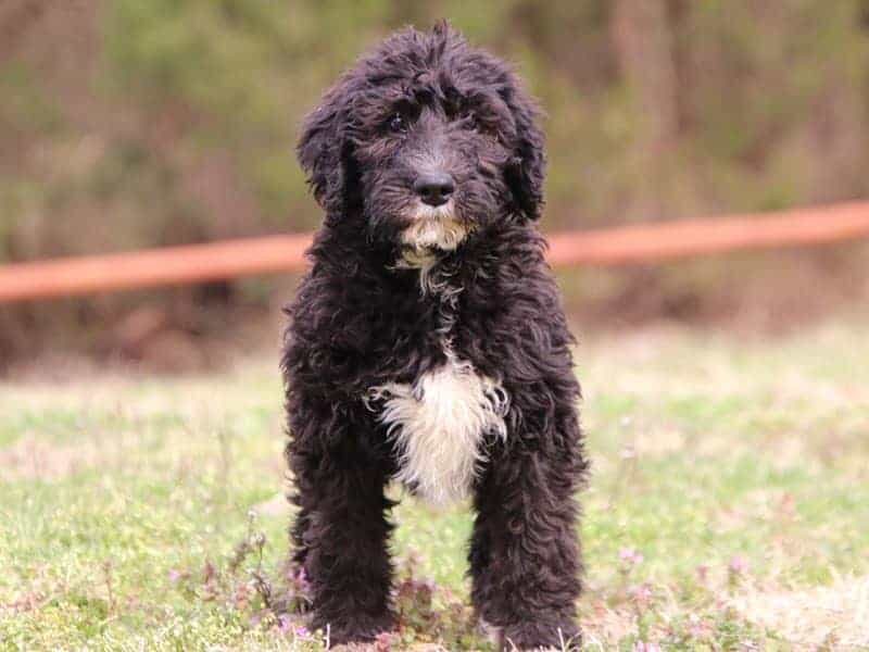 Serina, a F1b-Bernedoodle puppy in Kentucky.