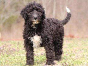 Serina at Cumberland Kennels, LLC