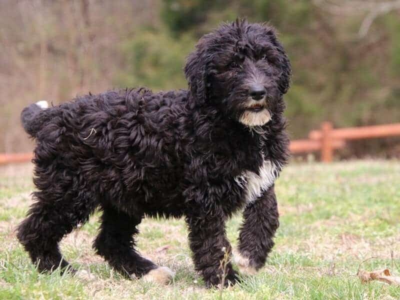Serina, a F1b-Bernedoodle puppy in Kentucky.