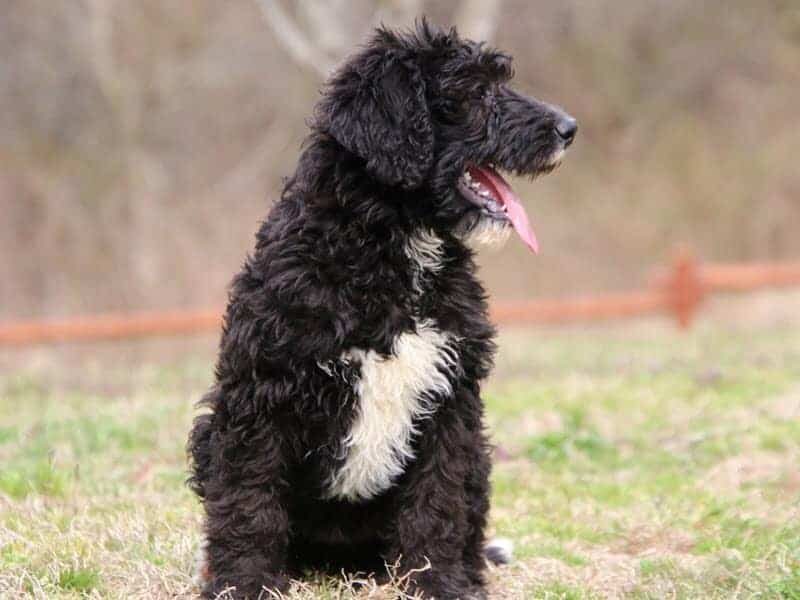 Serina, a F1b-Bernedoodle puppy in Kentucky.
