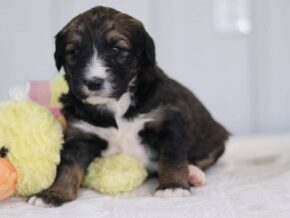 Sheila at Cumberland Kennels, LLC