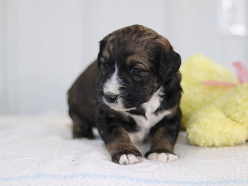 Sheila, a F1b-Bernedoodle puppy in Kentucky.