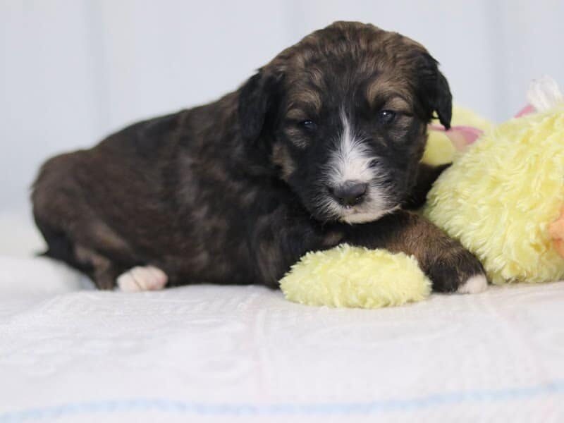 Sheila, a F1b-Bernedoodle puppy in Kentucky.