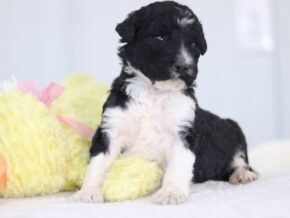 Sheriff at Cumberland Kennels, LLC