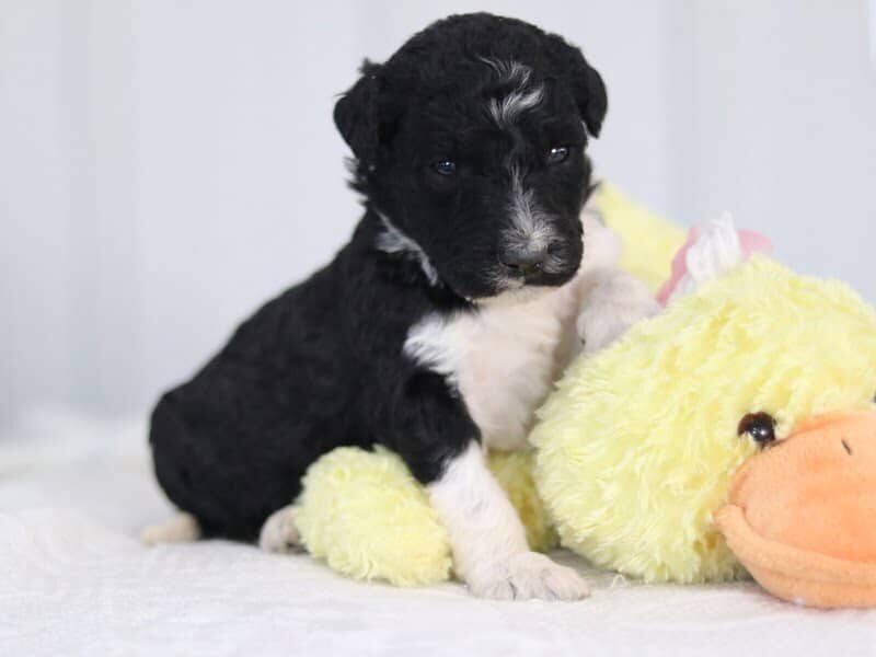 Sheriff, a F1b-Bernedoodle puppy in Kentucky.