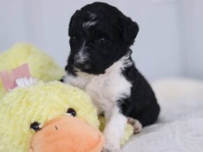 Sheriff at Cumberland Kennels, LLC