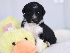 Sheriff at Cumberland Kennels, LLC
