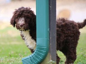Smoky at Cumberland Kennels, LLC