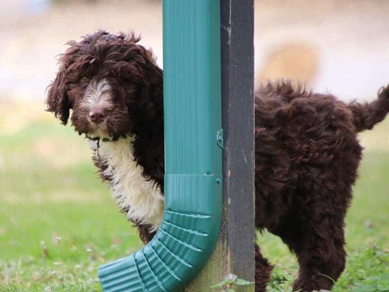 Smoky, a F1b-Bernedoodle puppy in Kentucky.