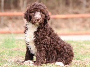 Smoky at Cumberland Kennels, LLC