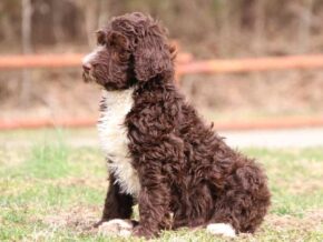 Smoky at Cumberland Kennels, LLC