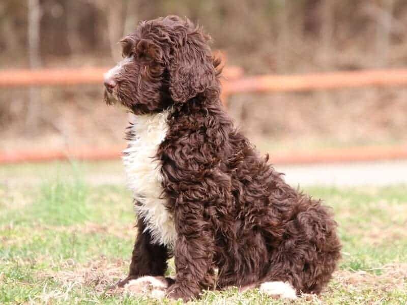 Smoky, a F1b-Bernedoodle puppy in Kentucky.