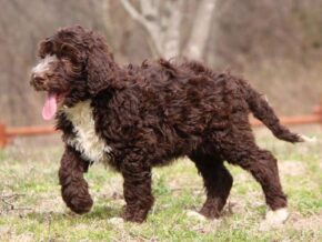 Smoky at Cumberland Kennels, LLC