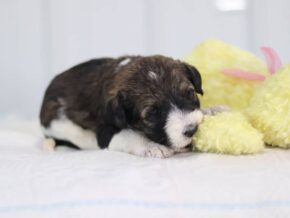 Sonnya at Cumberland Kennels, LLC