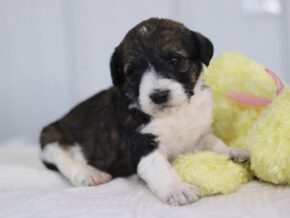 Sonnya at Cumberland Kennels, LLC