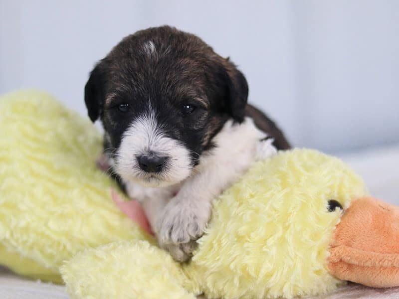 Sonnya, a F1b-Bernedoodle puppy in Kentucky.
