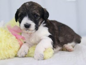 Sonnya at Cumberland Kennels, LLC