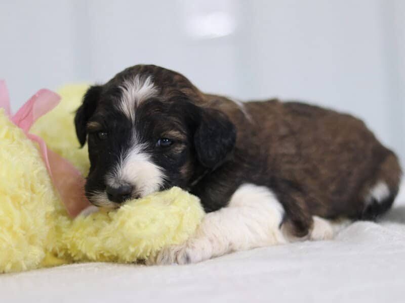 Stacy, a F1b-Bernedoodle puppy in Kentucky.