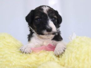 Stacy at Cumberland Kennels, LLC