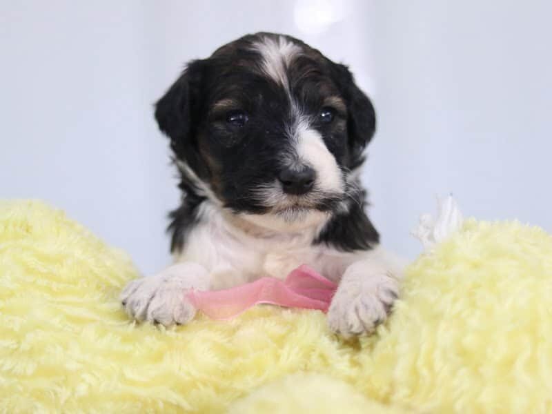 Stacy, a F1b-Bernedoodle puppy in Kentucky.