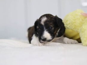 Stacy at Cumberland Kennels, LLC