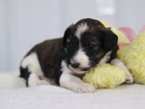 Stacy at Cumberland Kennels, LLC