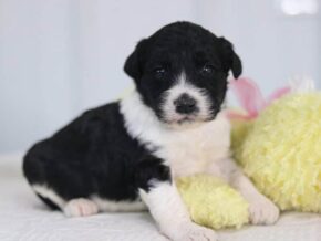Sylvia at Cumberland Kennels, LLC