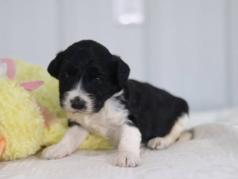 Sylvia, a F1b-Bernedoodle puppy in Kentucky.