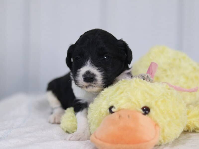 Sylvia, a F1b-Bernedoodle puppy in Kentucky.
