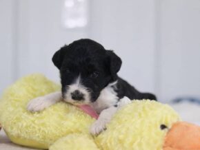 Sylvia at Cumberland Kennels, LLC