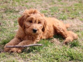 Agnus at Cumberland Kennels, LLC