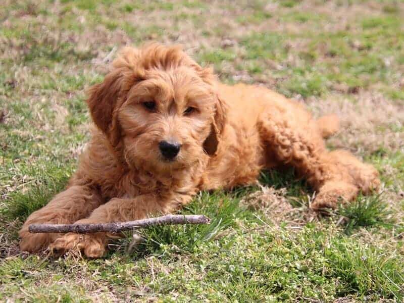 Agnus, a F1b-Goldendoodle puppy in Kentucky.