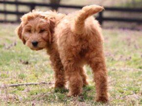 Agnus at Cumberland Kennels, LLC