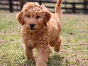 Agnus at Cumberland Kennels, LLC