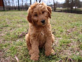 Agnus at Cumberland Kennels, LLC