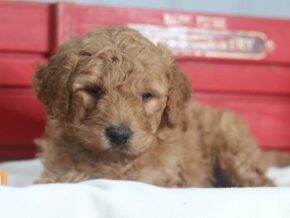 Astro at Cumberland Kennels, LLC