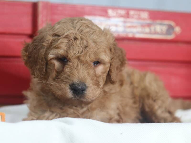 Astro, a F1b-Goldendoodle puppy in Kentucky.