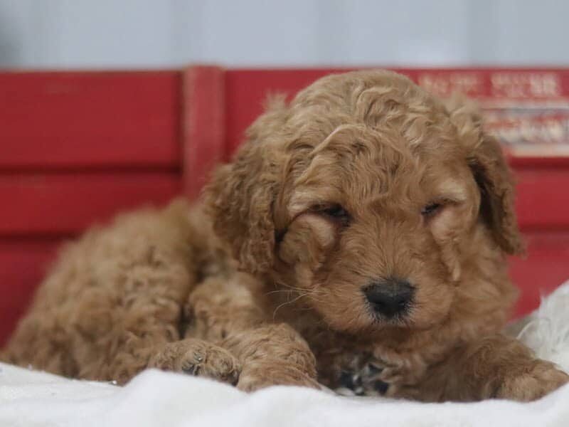 Astro, a F1b-Goldendoodle puppy in Kentucky.