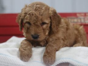 Astro at Cumberland Kennels, LLC