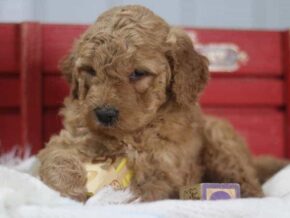Astro at Cumberland Kennels, LLC