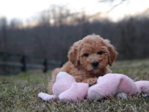 Aurora at Cumberland Kennels, LLC