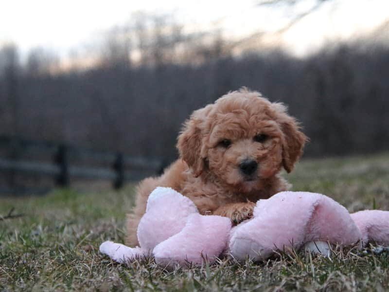 Aurora, a F1b-Goldendoodle puppy in Kentucky.