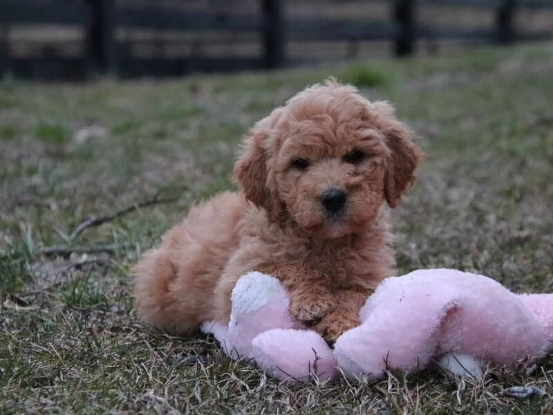 Aurora, a F1b-Goldendoodle puppy in Kentucky.