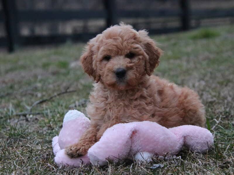 Aurora, a F1b-Goldendoodle puppy in Kentucky.