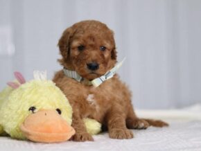 Alex at Cumberland Kennels, LLC