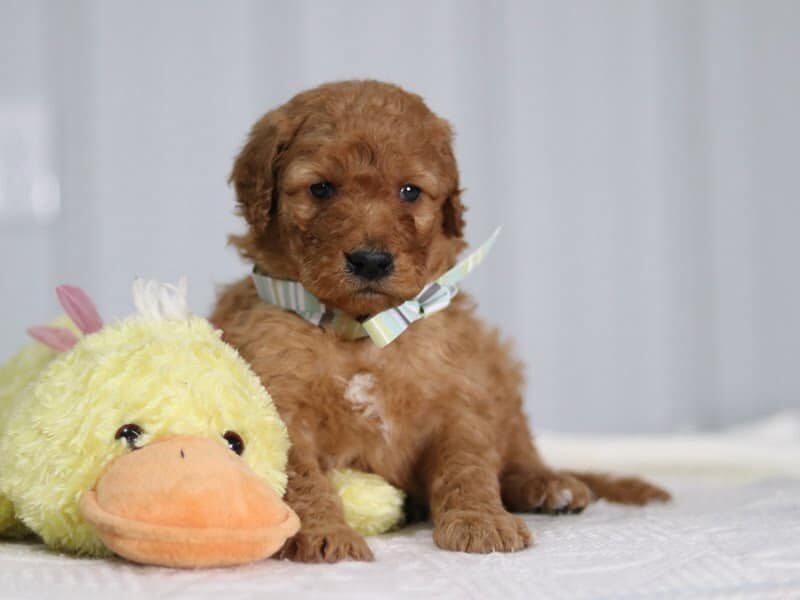 Alex, a F1b-Irishdoodle puppy in Kentucky.
