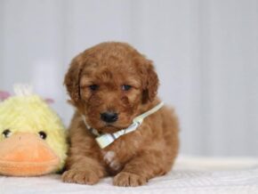 Alex at Cumberland Kennels, LLC