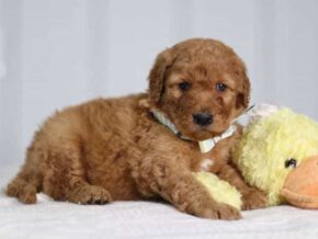 Alex at Cumberland Kennels, LLC